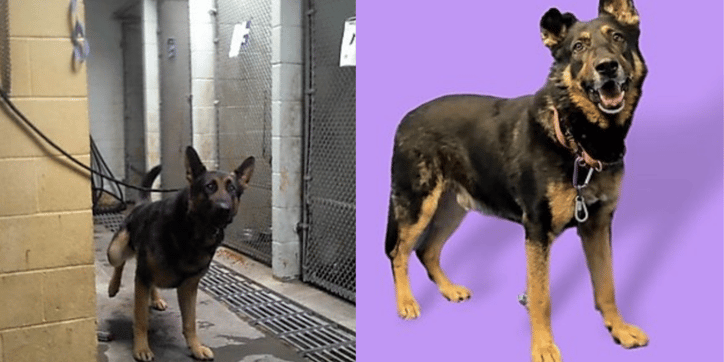 Adoptimize Before After